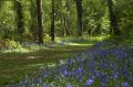 Wellington Country Park